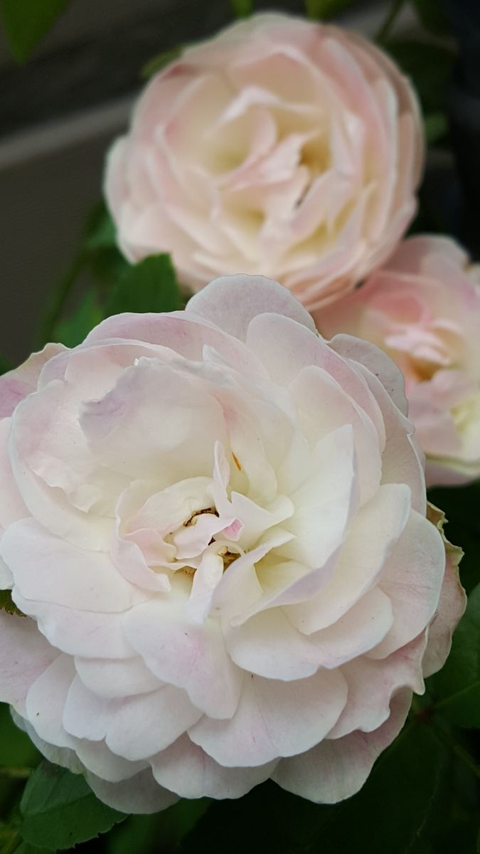 ふくおかルーバルガーデン2～秋の🍊庭便り❗優しい薔薇🌹の花😃　今日は敬老の日㊗