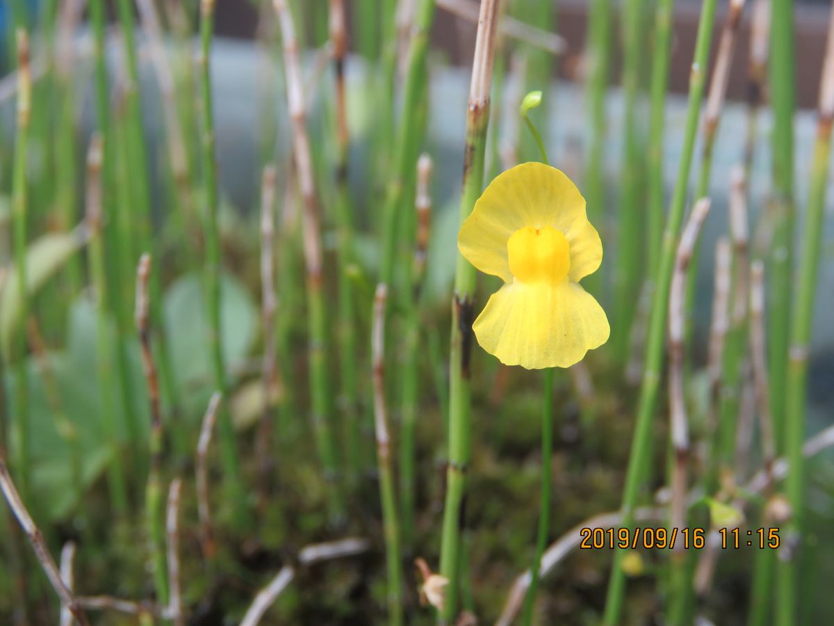 ことしもたくさん咲いたイトタヌキモの花