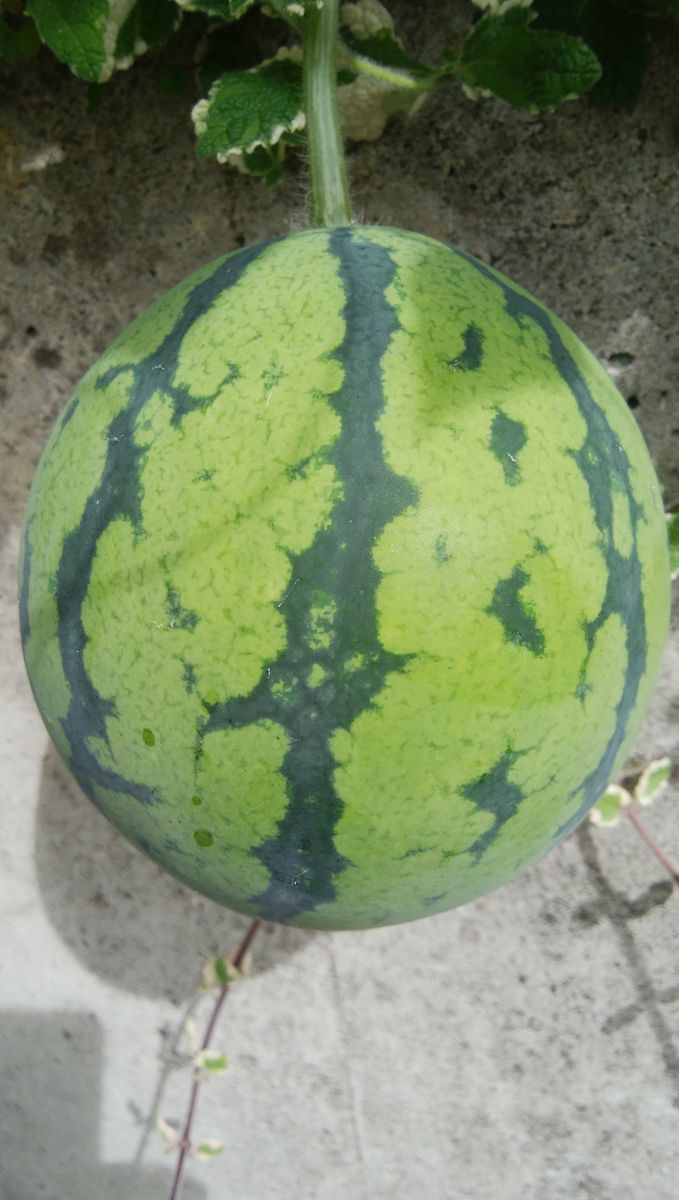 スイカ🍉