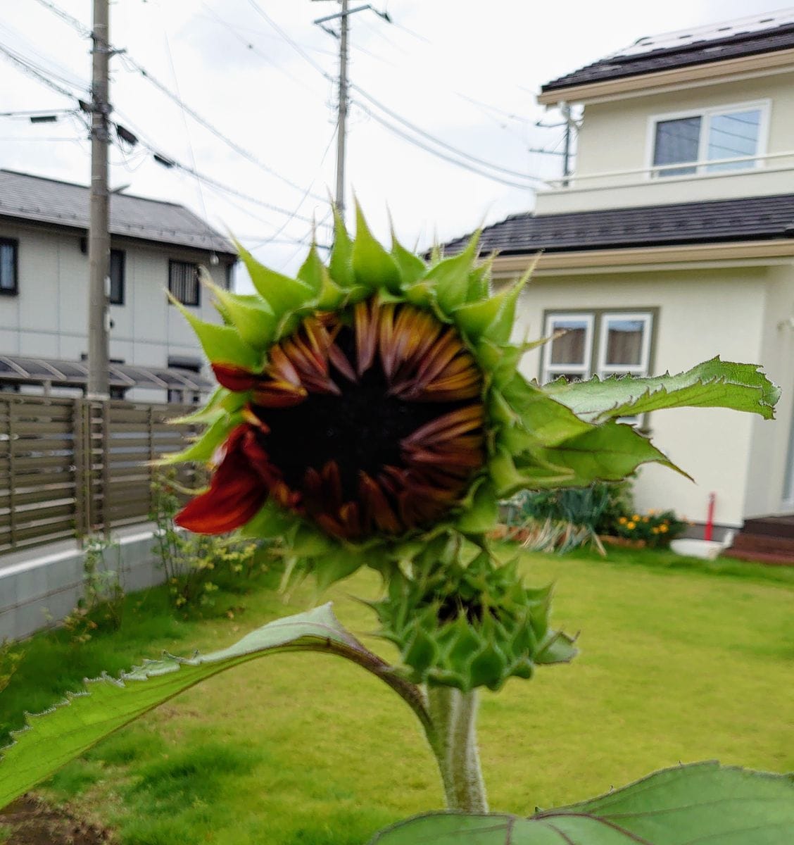 ひまわり🌻