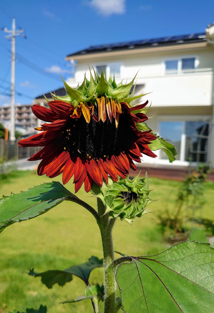 ひまわり🌻