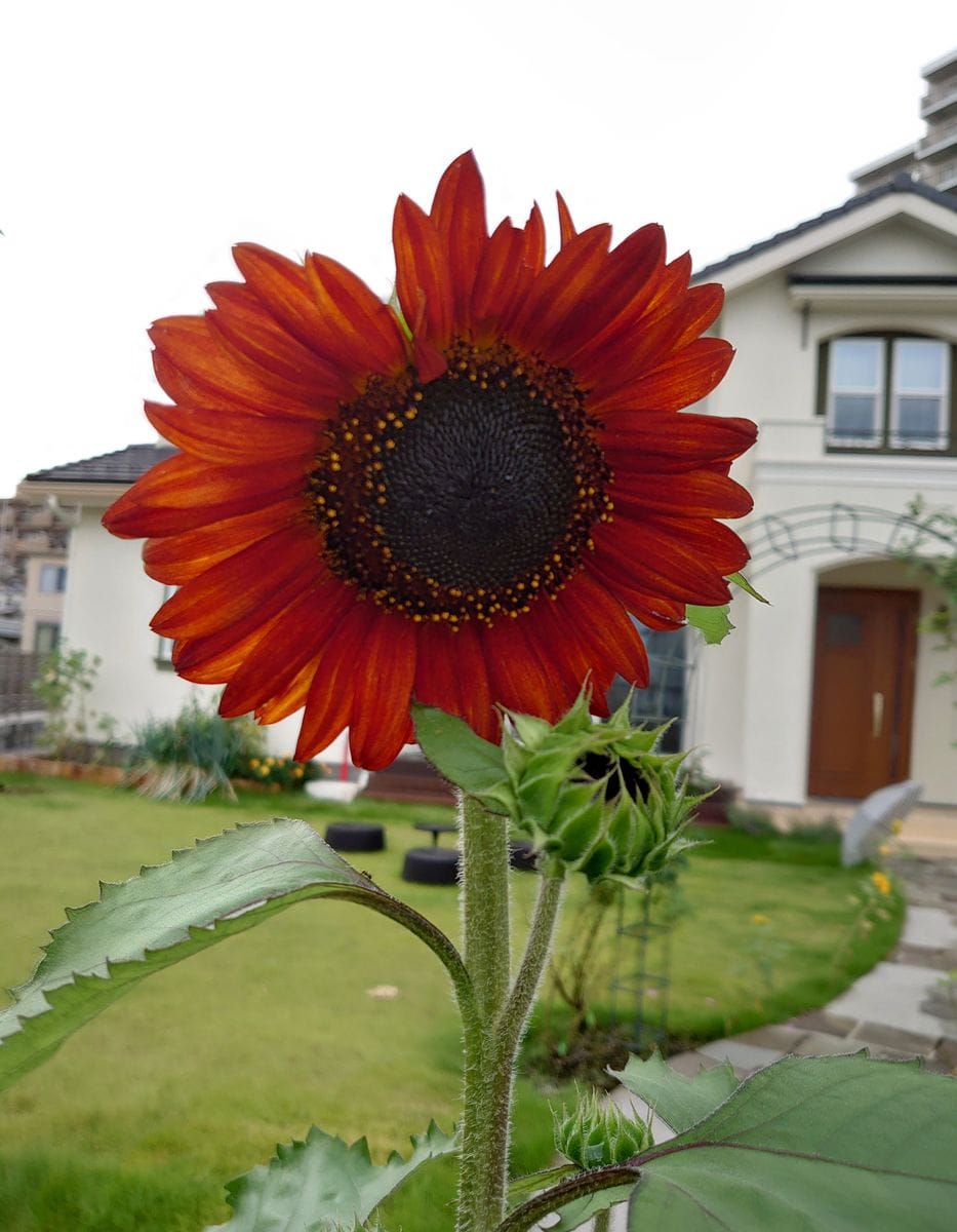 ひまわり🌻