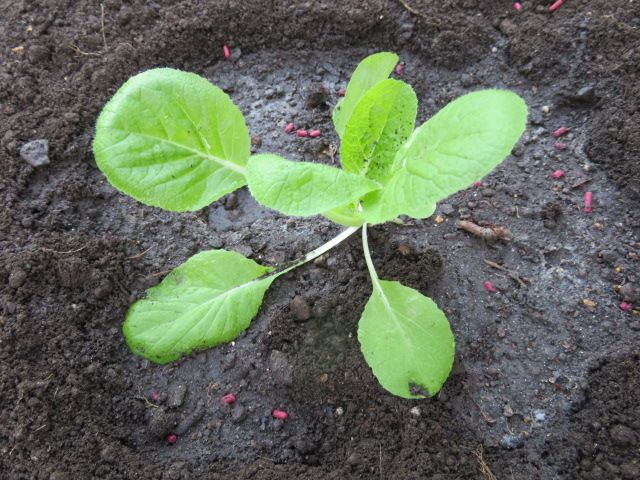 白菜の苗を植え付けました。