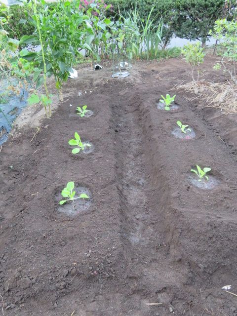 白菜の苗を植え付けました。