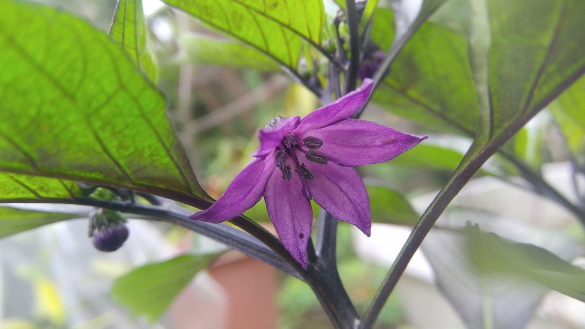 紫シシトウ　開花💠