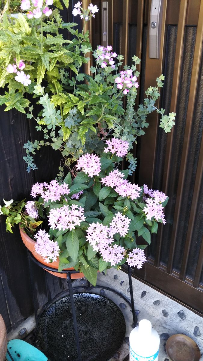 花がイキイキ