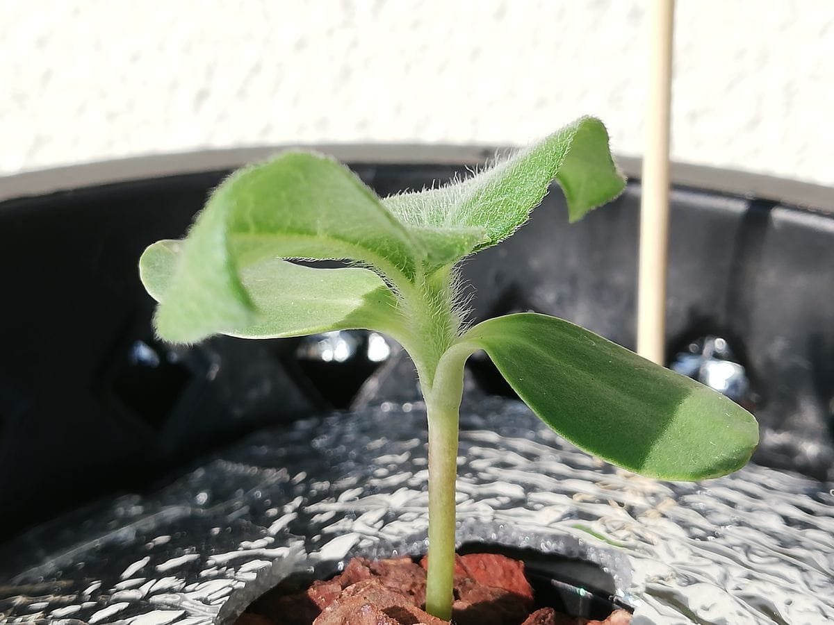 ミニ咲ひまわり🌻の様子