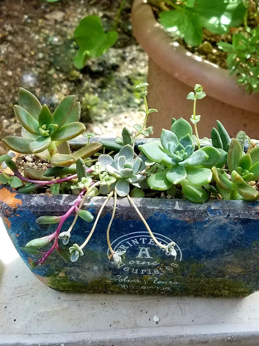 花と野菜と秋の空