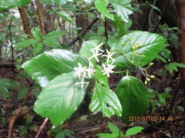 山の木の花