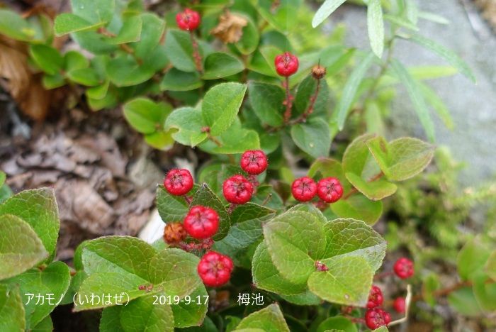 霧の中の栂池自然園　NO、1