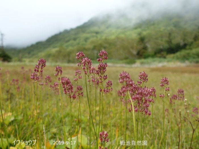 霧の中の栂池自然園　NO、1