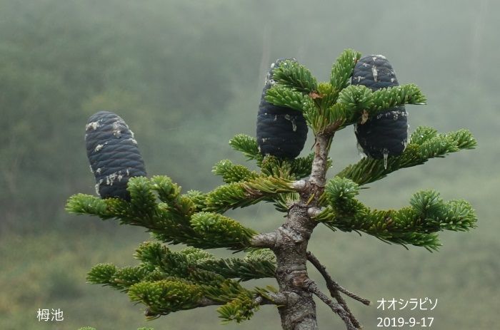 霧の中の栂池自然園　NO、1