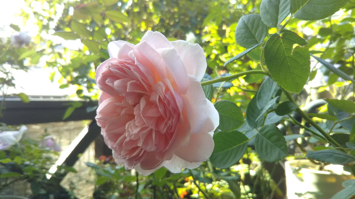 忙しかった今日の日の花❤️