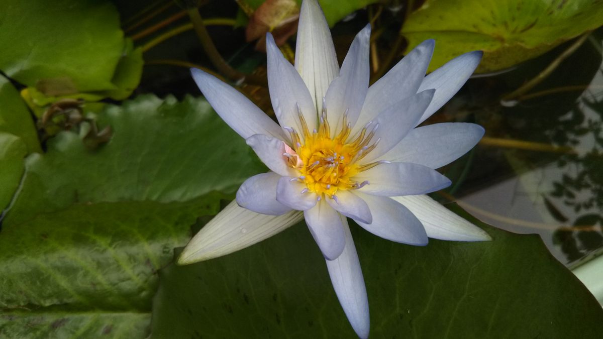 忙しかった今日の日の花❤️