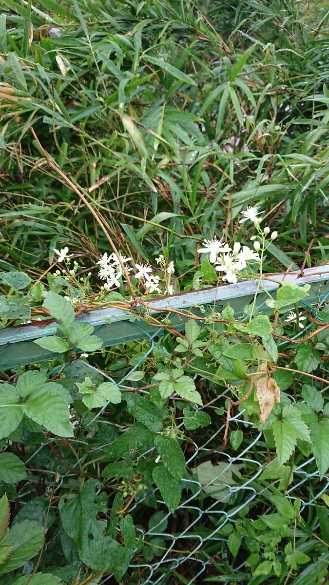 分岐点で咲くバラ