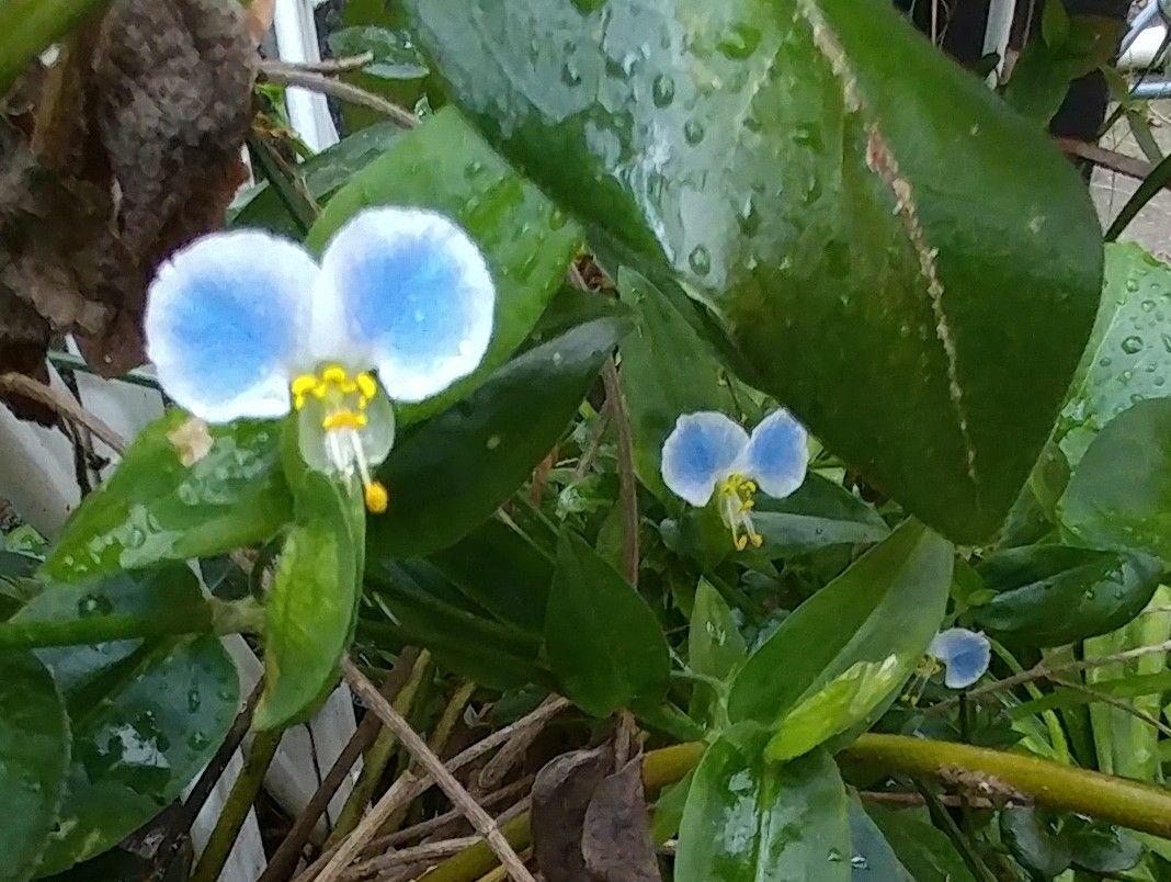 柏餅がうまく撮れなくて💦