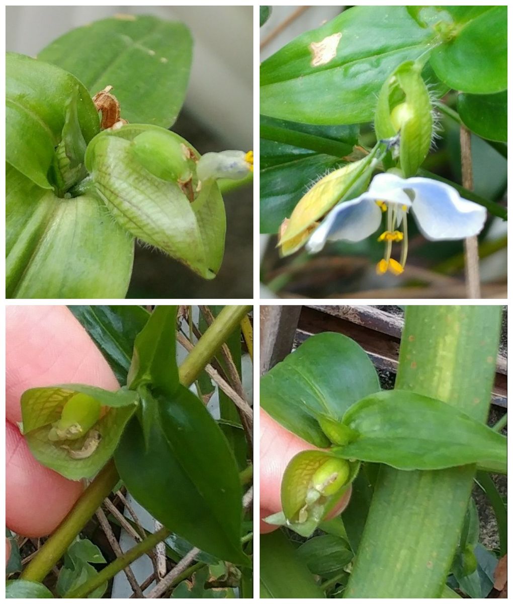 柏餅がうまく撮れなくて💦