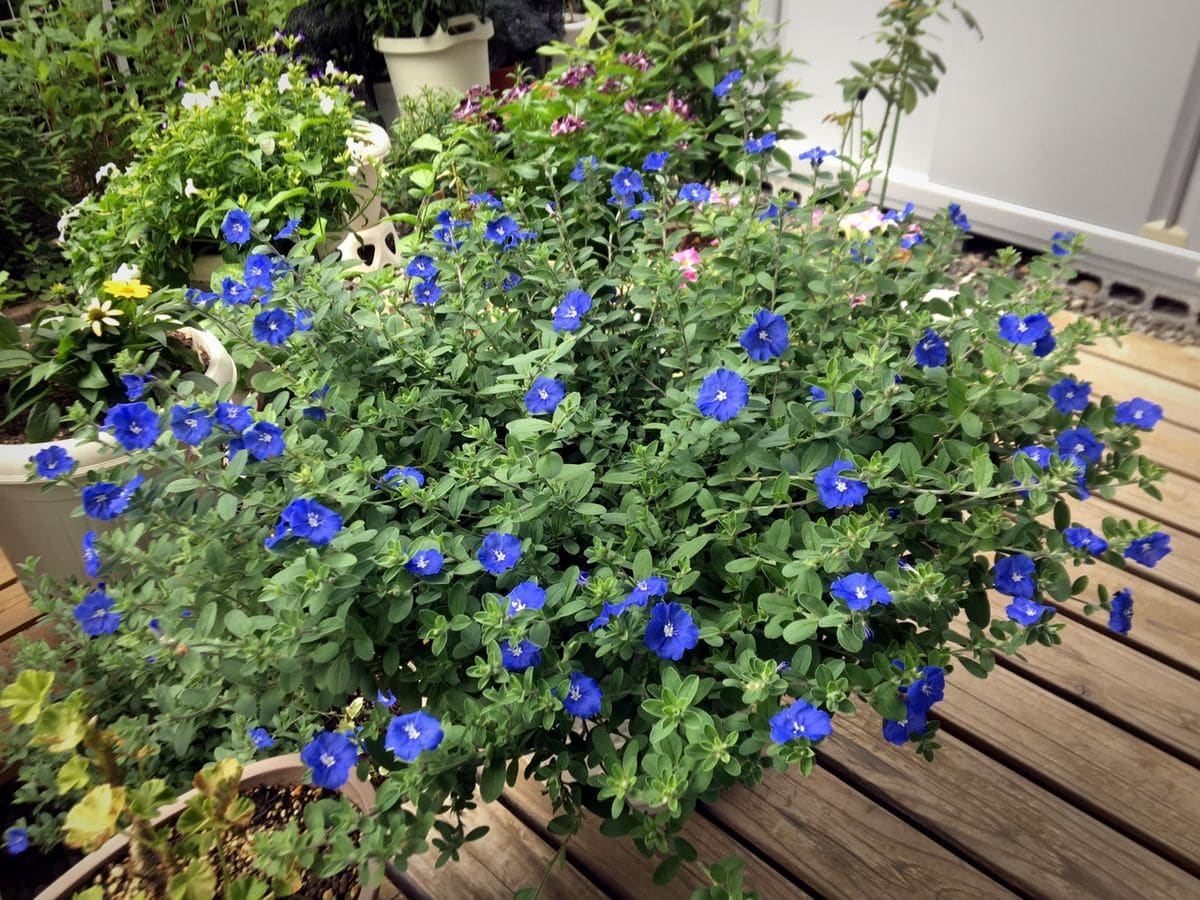 私だけの花チャレ アメリカンブルー