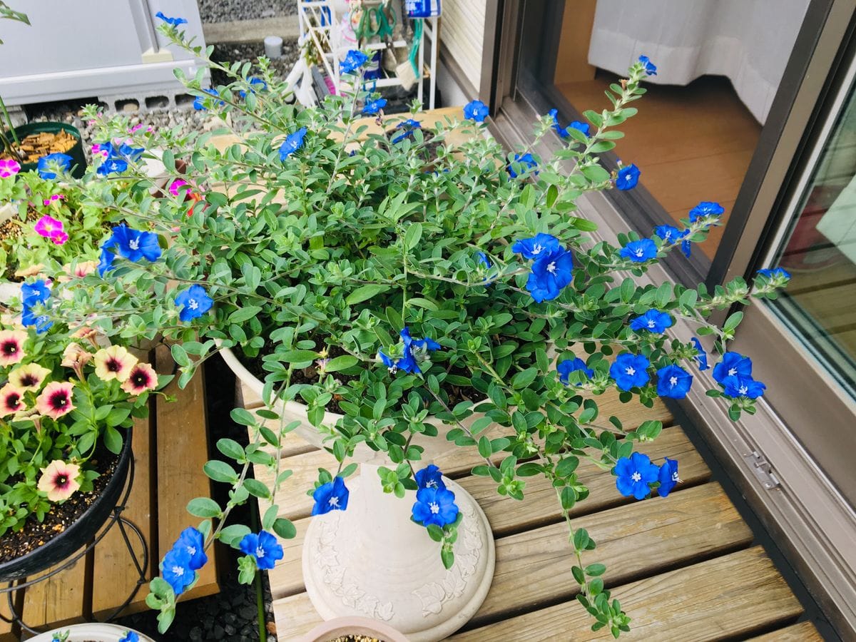 私だけの花チャレ アメリカンブルー