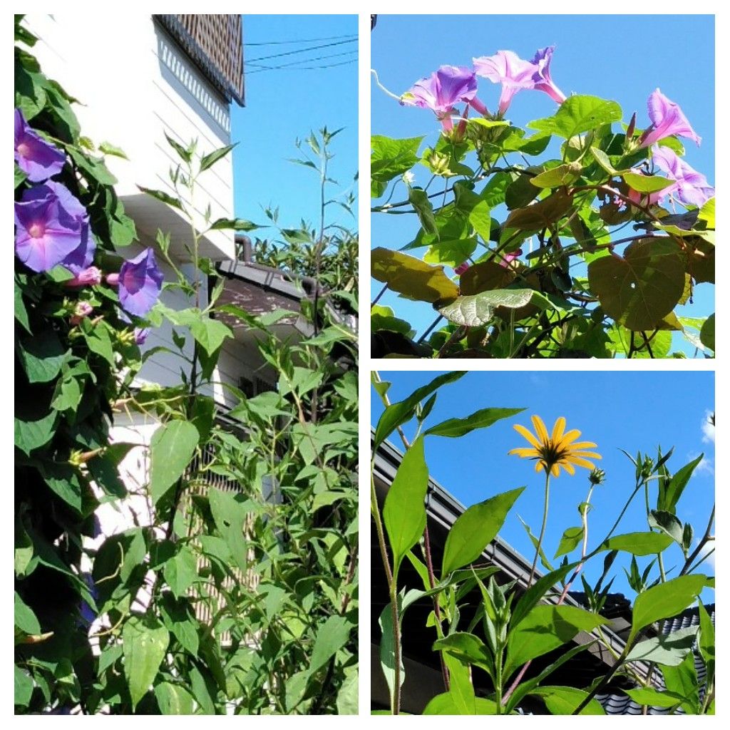 夏の花、まだ咲いています！