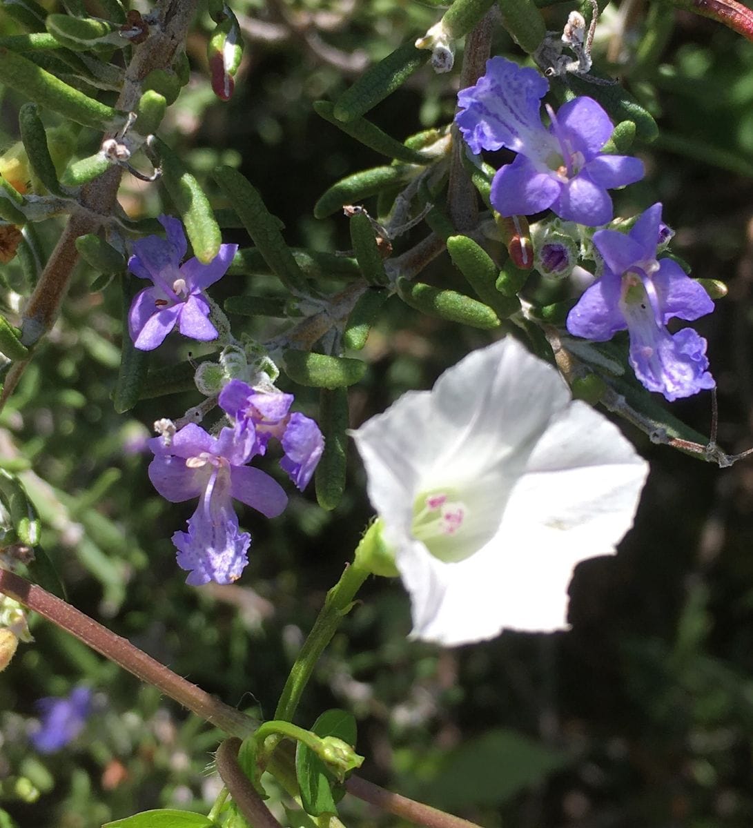 宿敵　虫と花