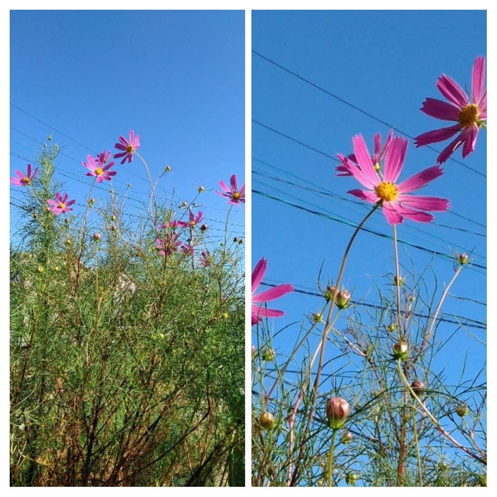 散歩道で見かけた花！