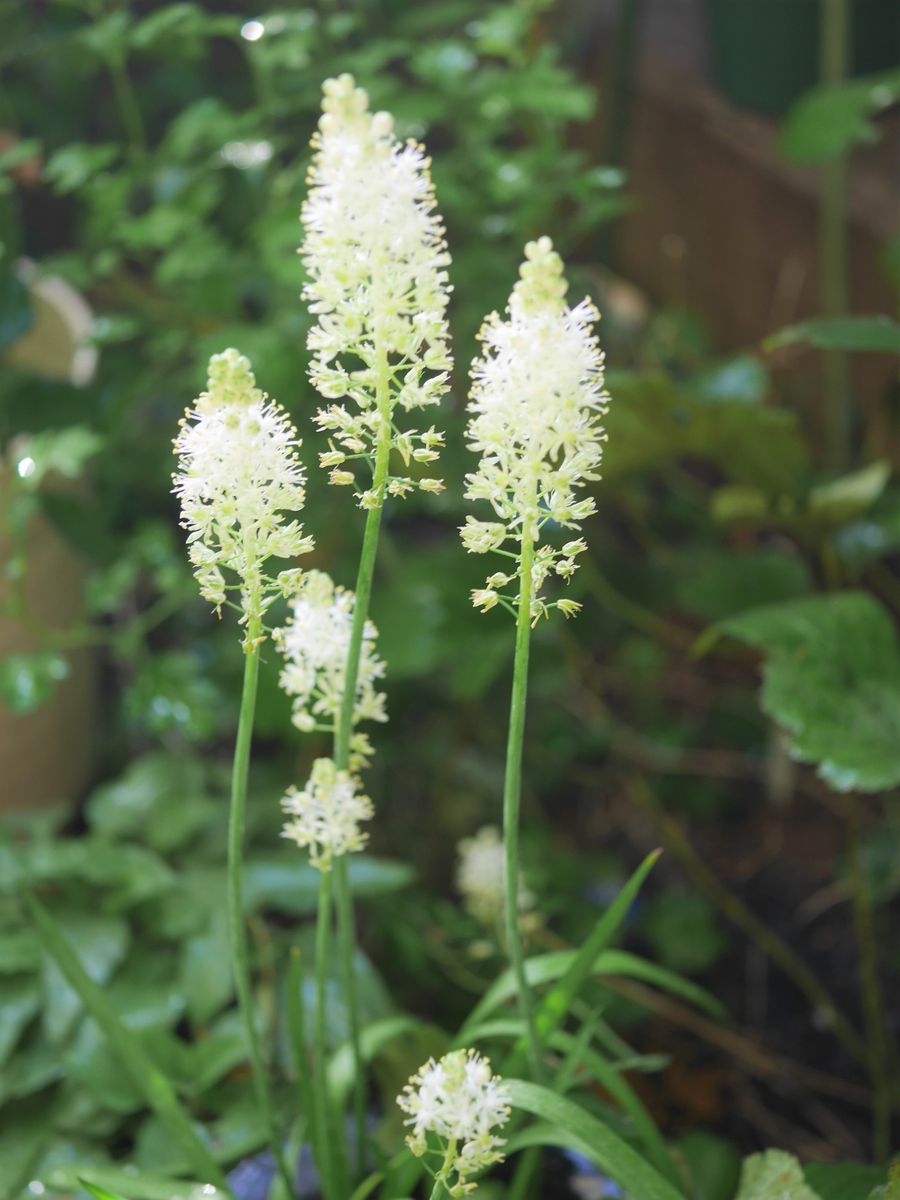 今日も白いお花たち