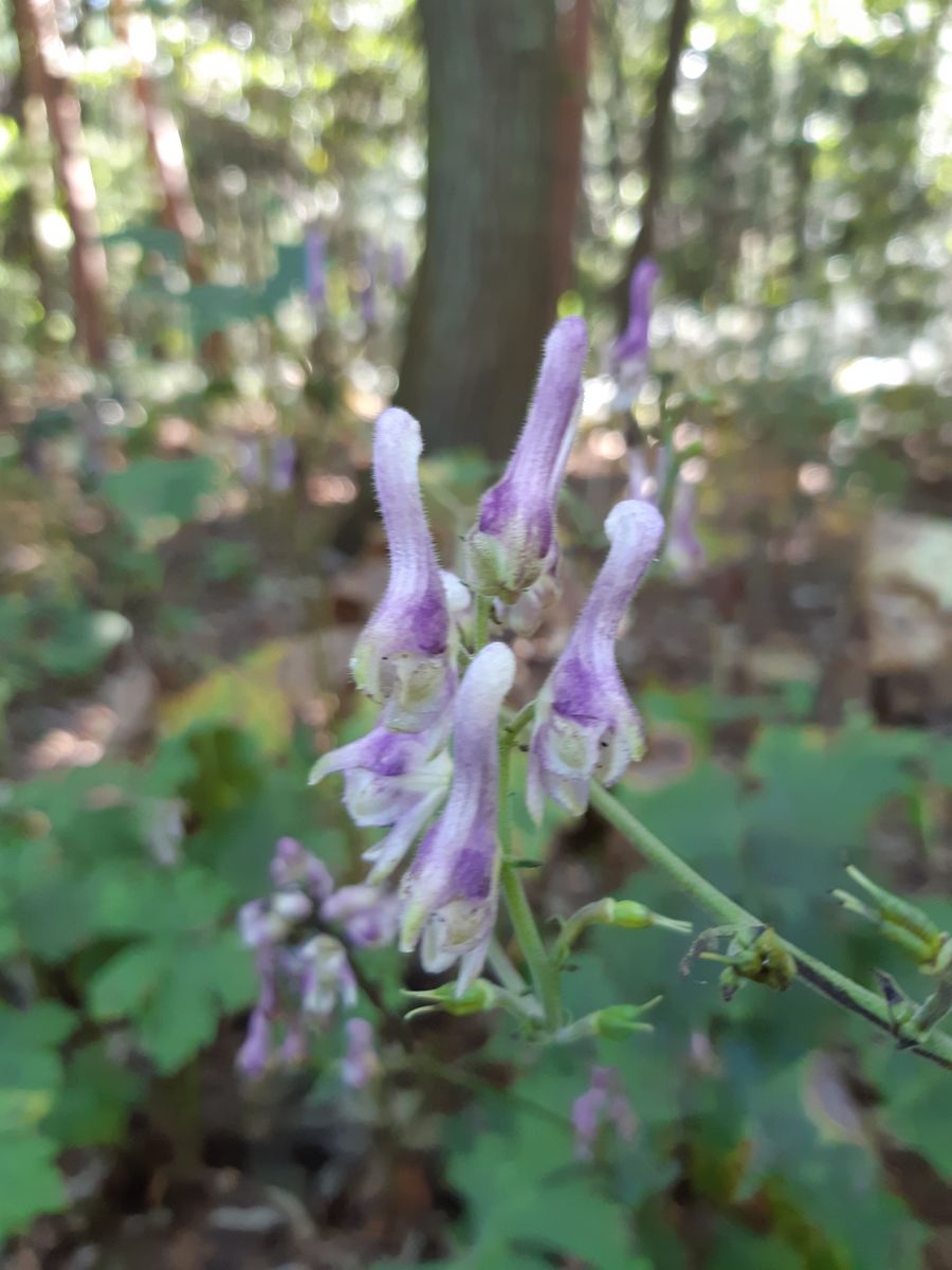 赤城自然園(野草)