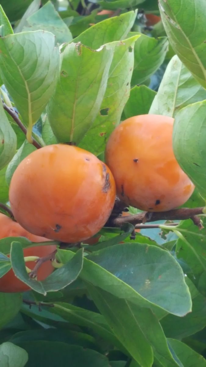 ふくおかルーバルガーデン2～秋の庭便り🍊～実りの秋を伝えてくれます柿の実😃