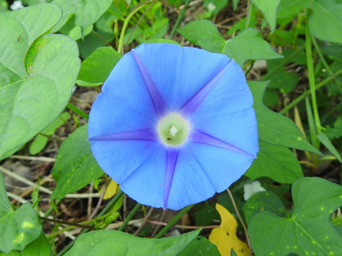 秋晴れに咲く花たち。