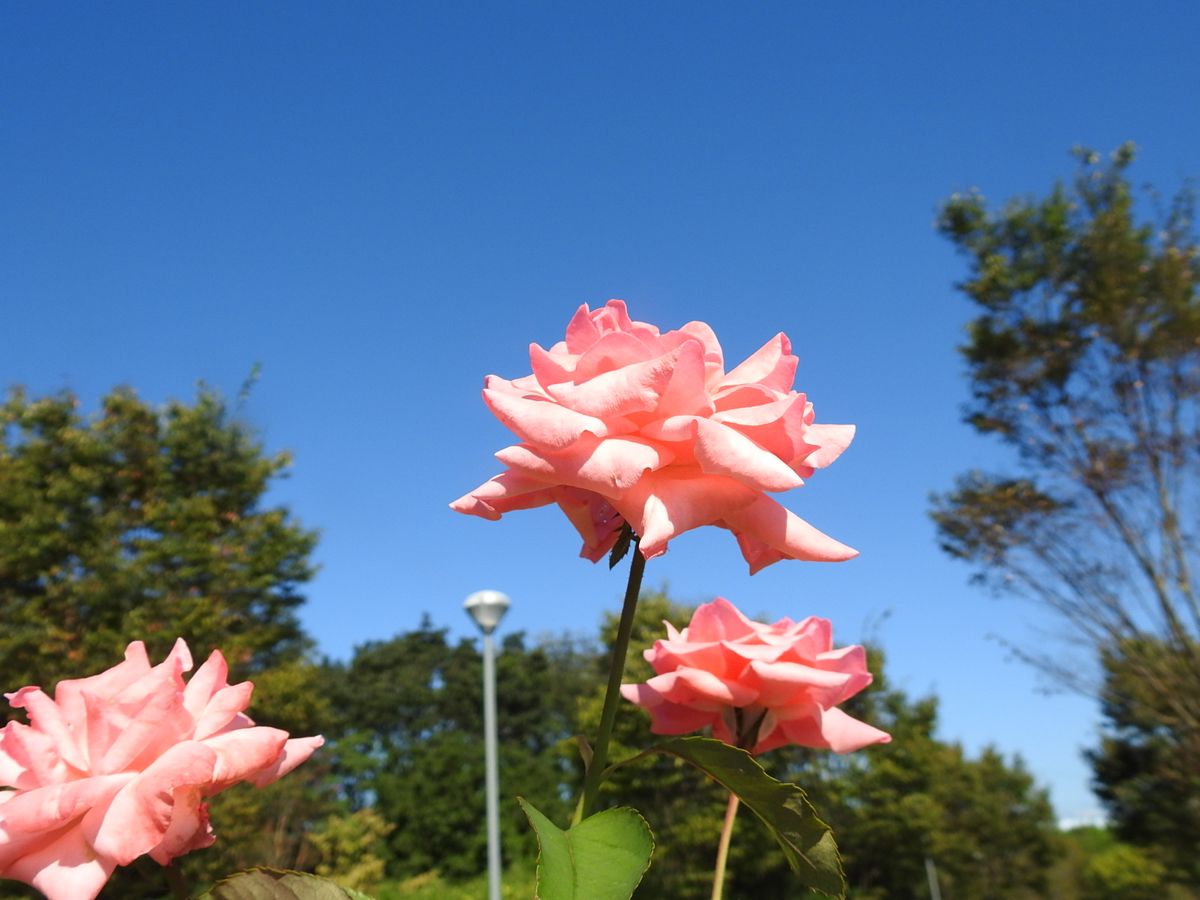 秋晴れに咲く花たち。