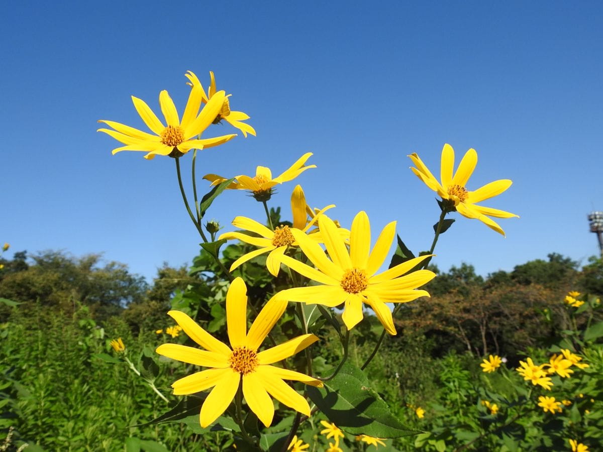 秋晴れに咲く花たち。