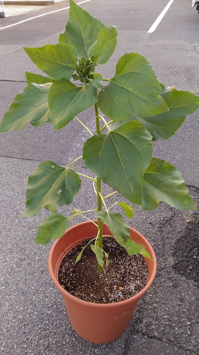 我が家の花🌼蕾編⑤