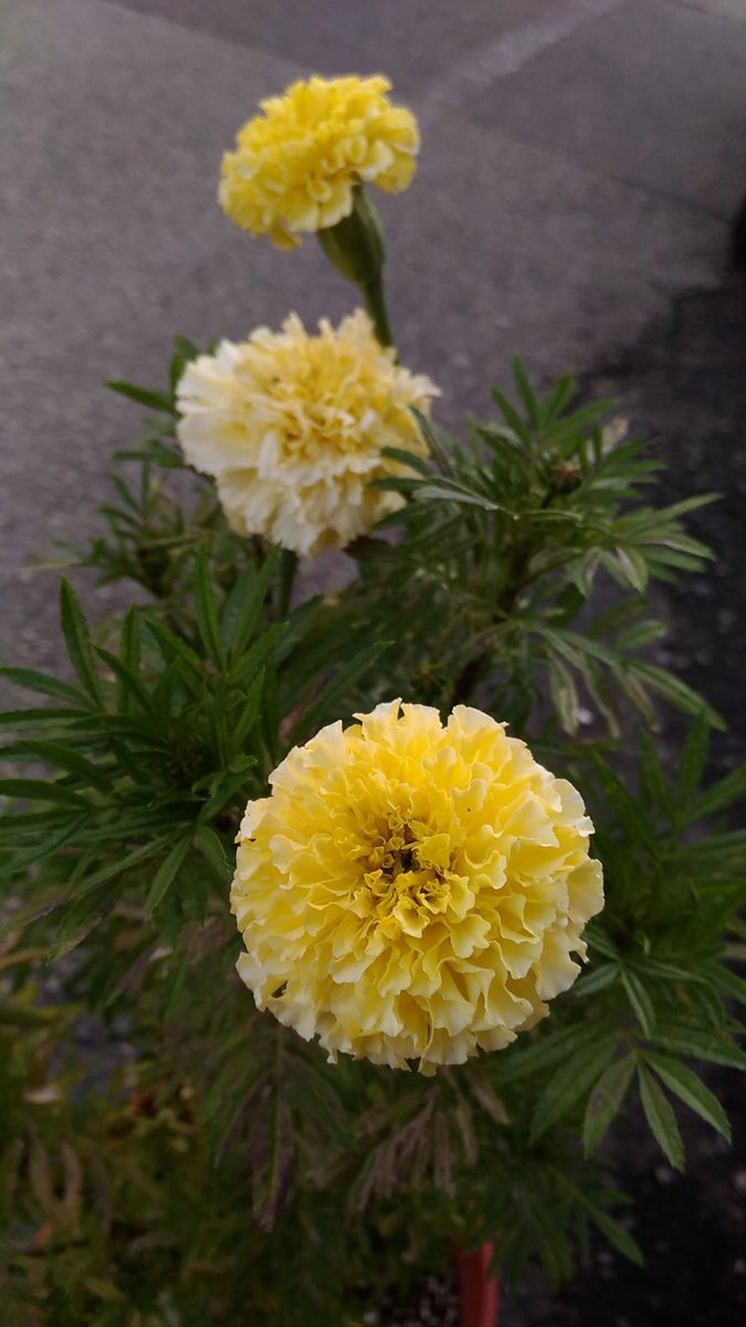 我が家の花🌼蕾編⑤