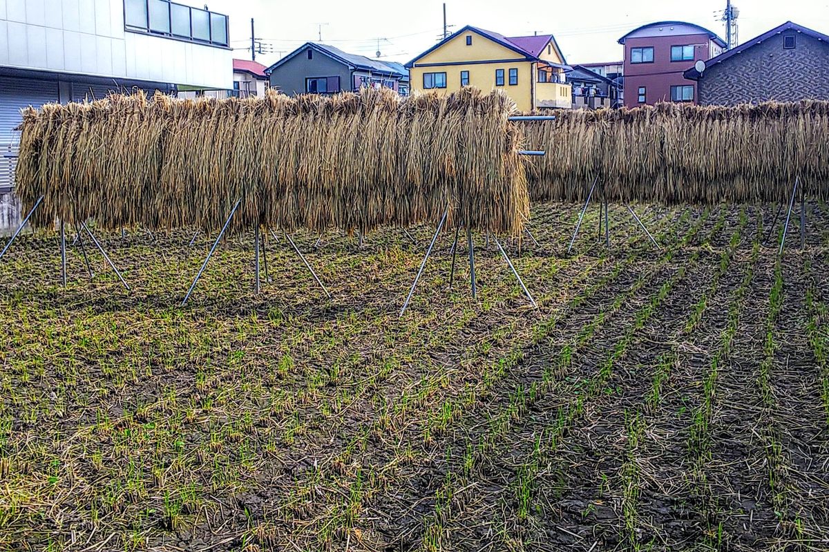 お米が実ってます🍀