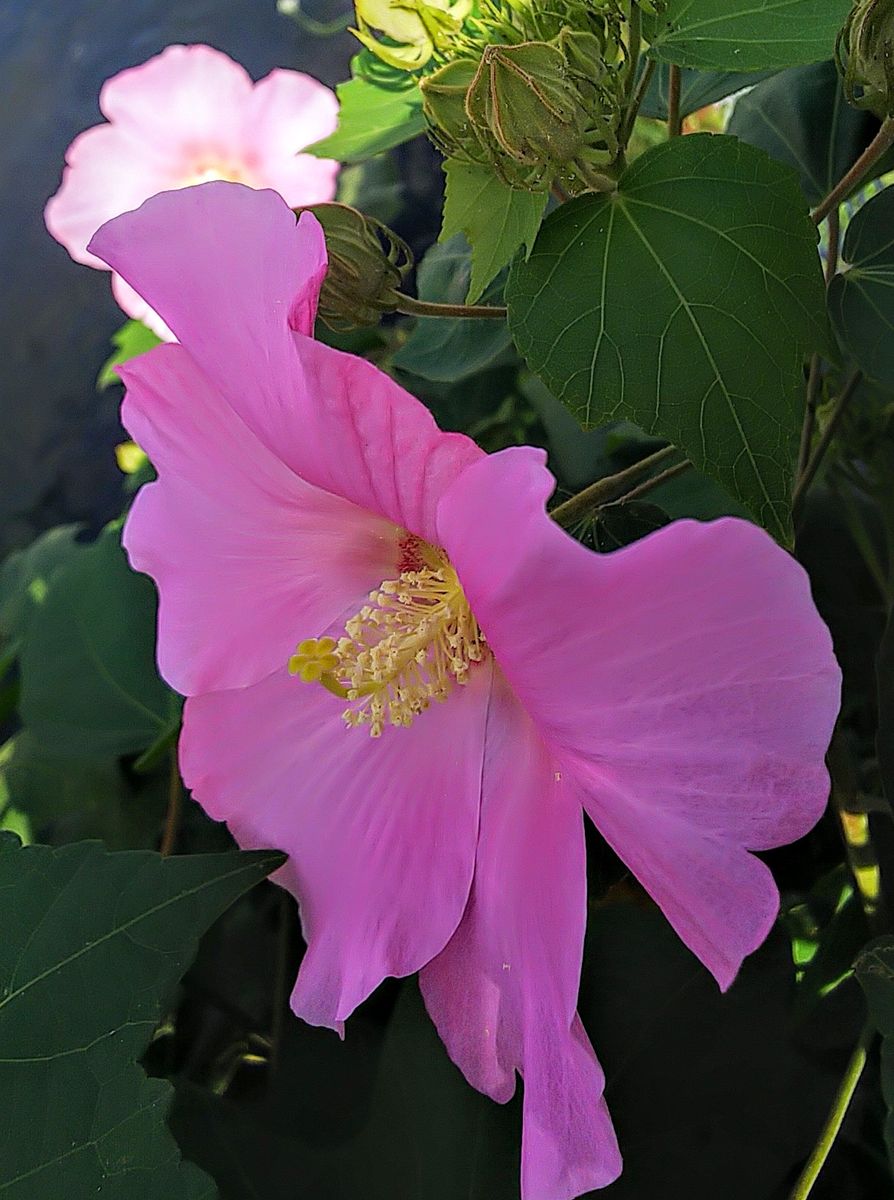 川沿いに咲く花たち🌺