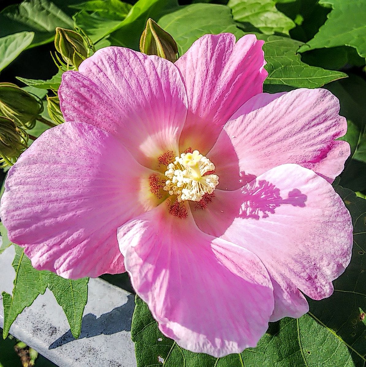 川沿いに咲く花たち🌺