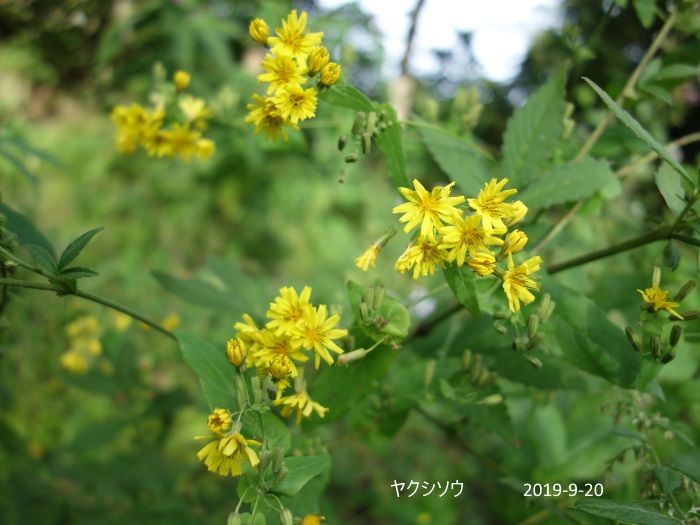 里山歩き