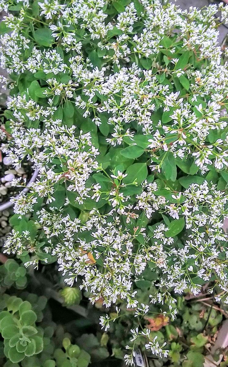 朝の花たち🍀