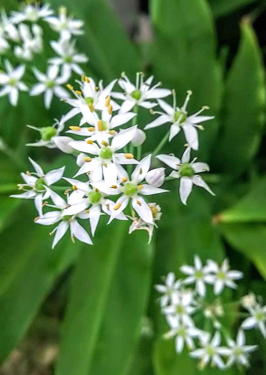 朝の花たち🍀