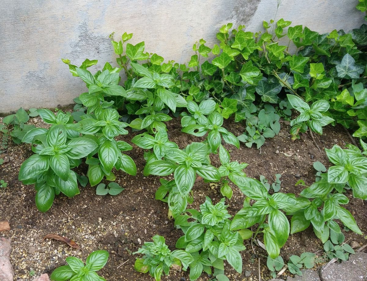 庭の野菜