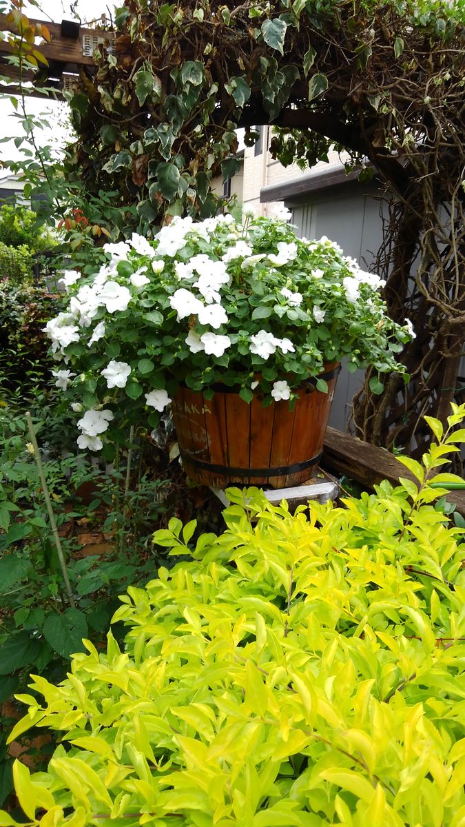 復活コリウスの寄せ植え