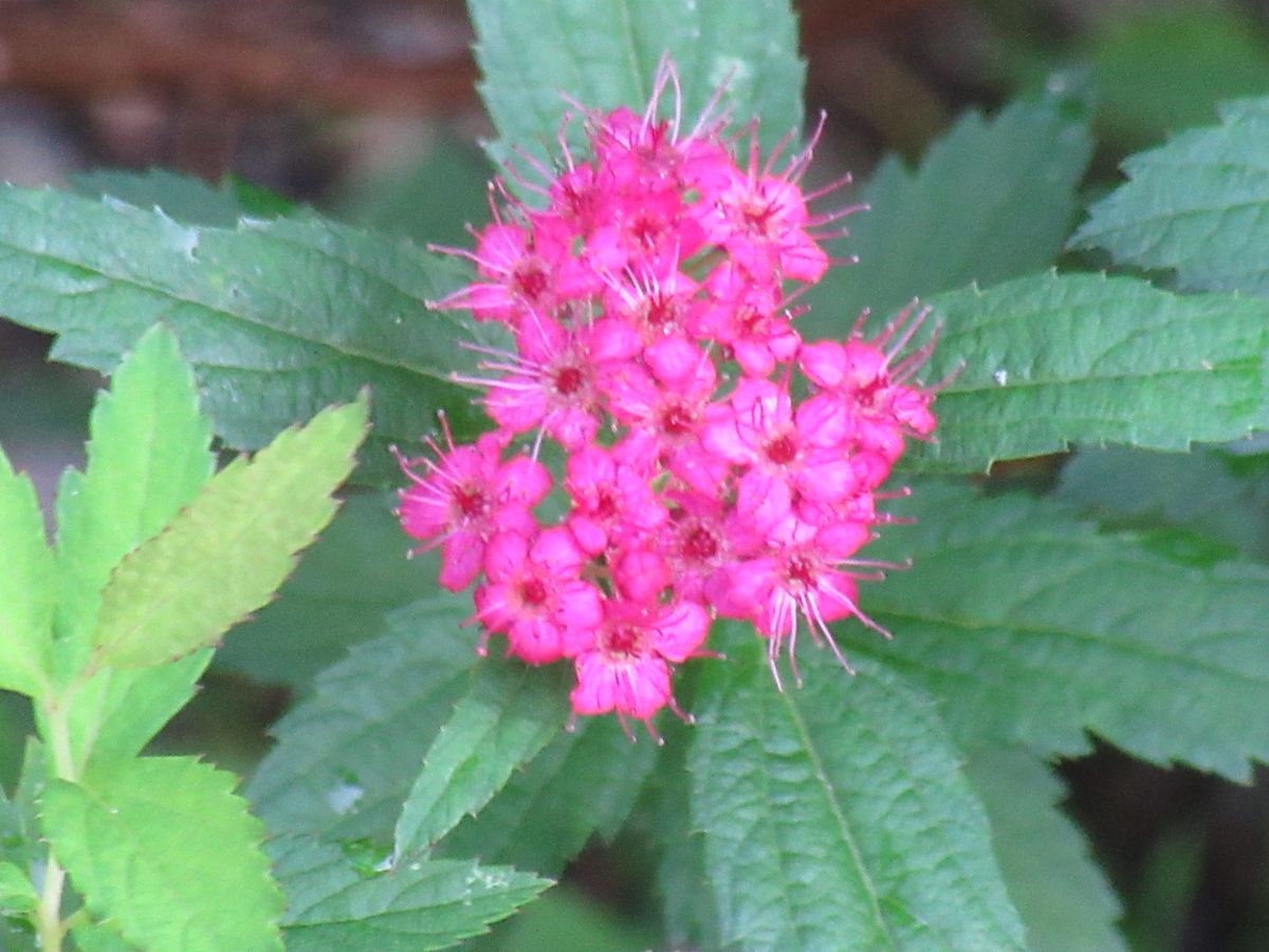 由愛(ゆめ)の花日記♪