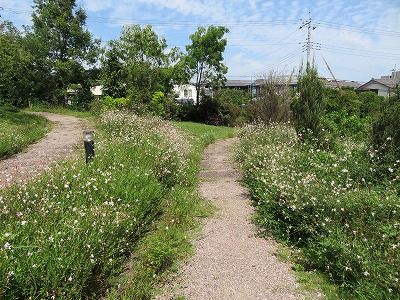 生活の木_薬香草園_ハーブ（埼玉県飯能市）