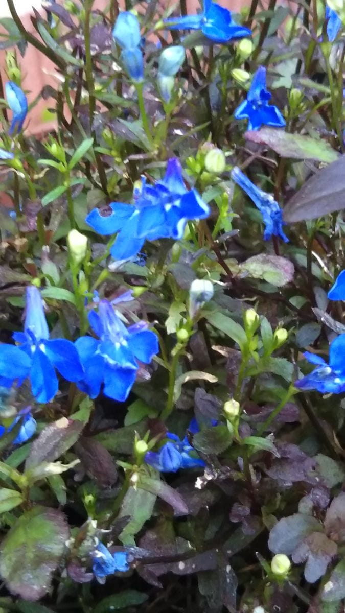 雨がザーザー降る朝