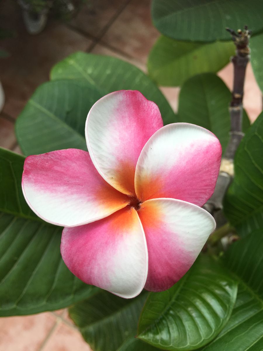 プルメリア、最後のお花かな😳💦