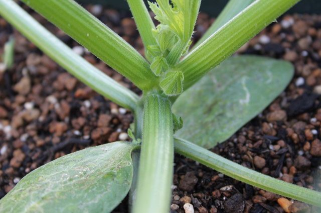 野菜です