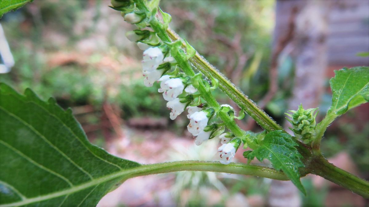 大葉(青じそ)の花