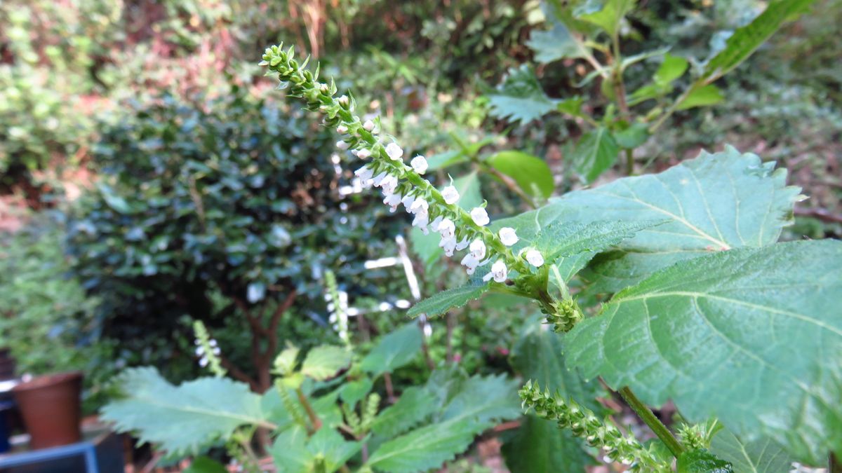 大葉(青じそ)の花