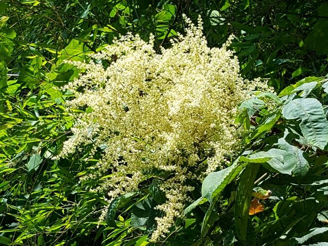 里山の植物